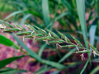 Sprzedaż hurtowa Trawa pszeniczna od producenta po optymalnych cenach Śródmieście - zdjęcie 2