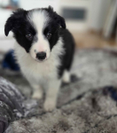 Szczeniaki border collie sprzedam Bieliny - zdjęcie 3