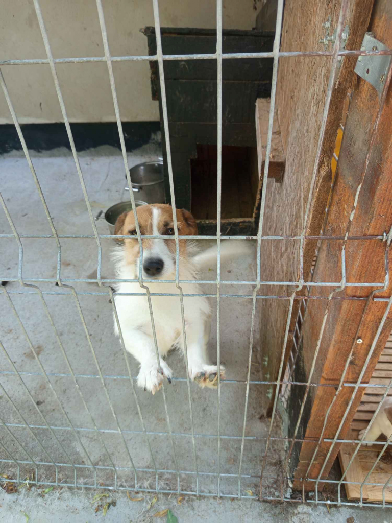 Jack Russell terrier szczenięta Prudnik - zdjęcie 8