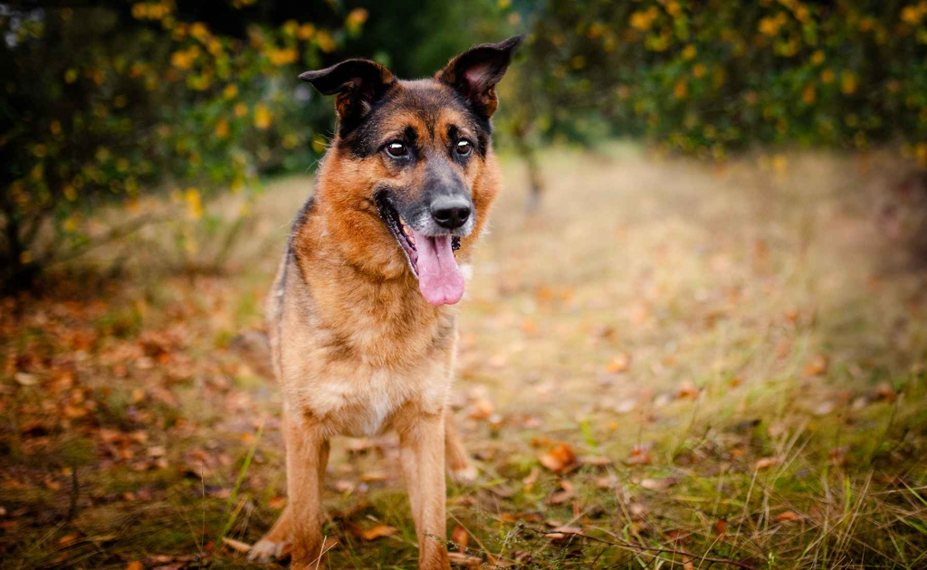 Fantastyczny Lizak - niekonfliktowy, rodzinny psia Olsztyn - zdjęcie 6