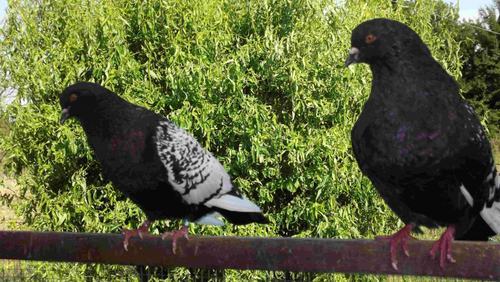 SPRZEDAM GOŁĘBIE Podborze - zdjęcie 12