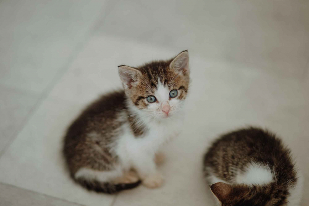 Kocięta PILNIE szukają domów! Olsztyn - zdjęcie 4