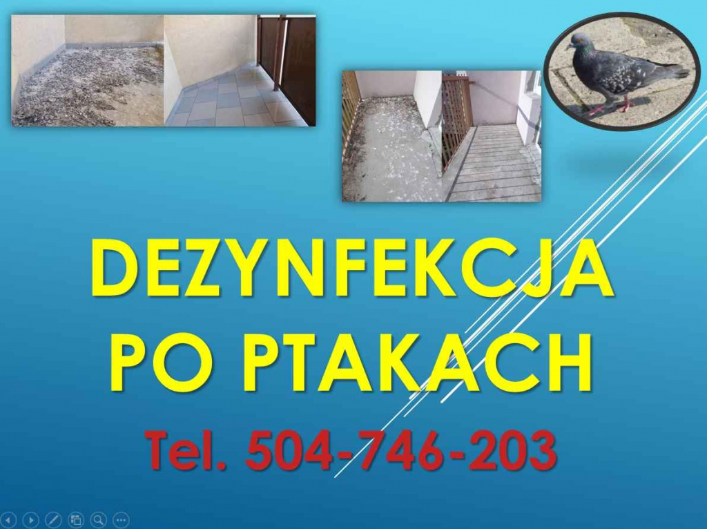 Czyszczenie po gołębiach, t. 504-746-203, sprzątanie ptasich odchodów Psie Pole - zdjęcie 11