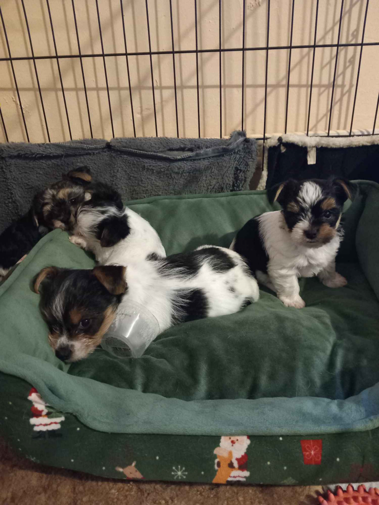 Sprzedam pieski rasy yorkshire terrier bierwer tricolor są dwie suczki Libusza - zdjęcie 1