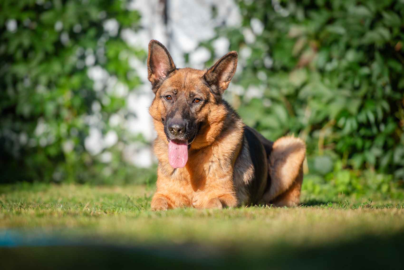 Duszka - młoda, wesoła, inteligenta suczka ON do adopcji! Olsztyn - zdjęcie 1