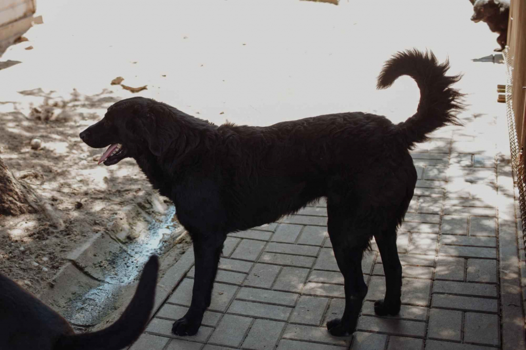 Pluto - zakochany w człowieku LABRADOR mix Olsztyn - zdjęcie 3