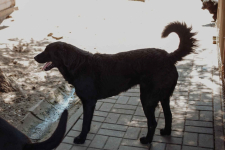 Pluto - zakochany w człowieku LABRADOR mix Olsztyn - zdjęcie 3