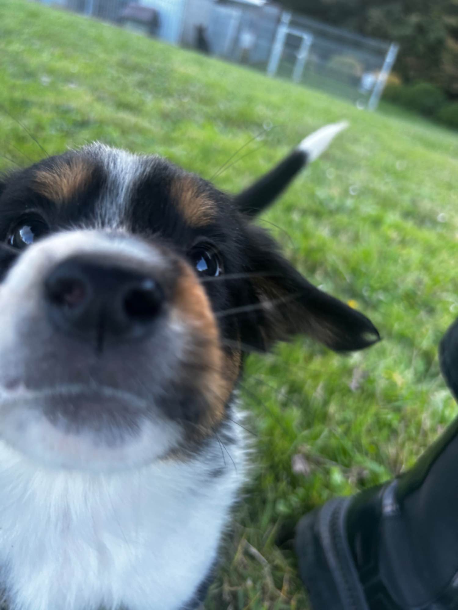 Pieski border collie Nowy Sącz - zdjęcie 3