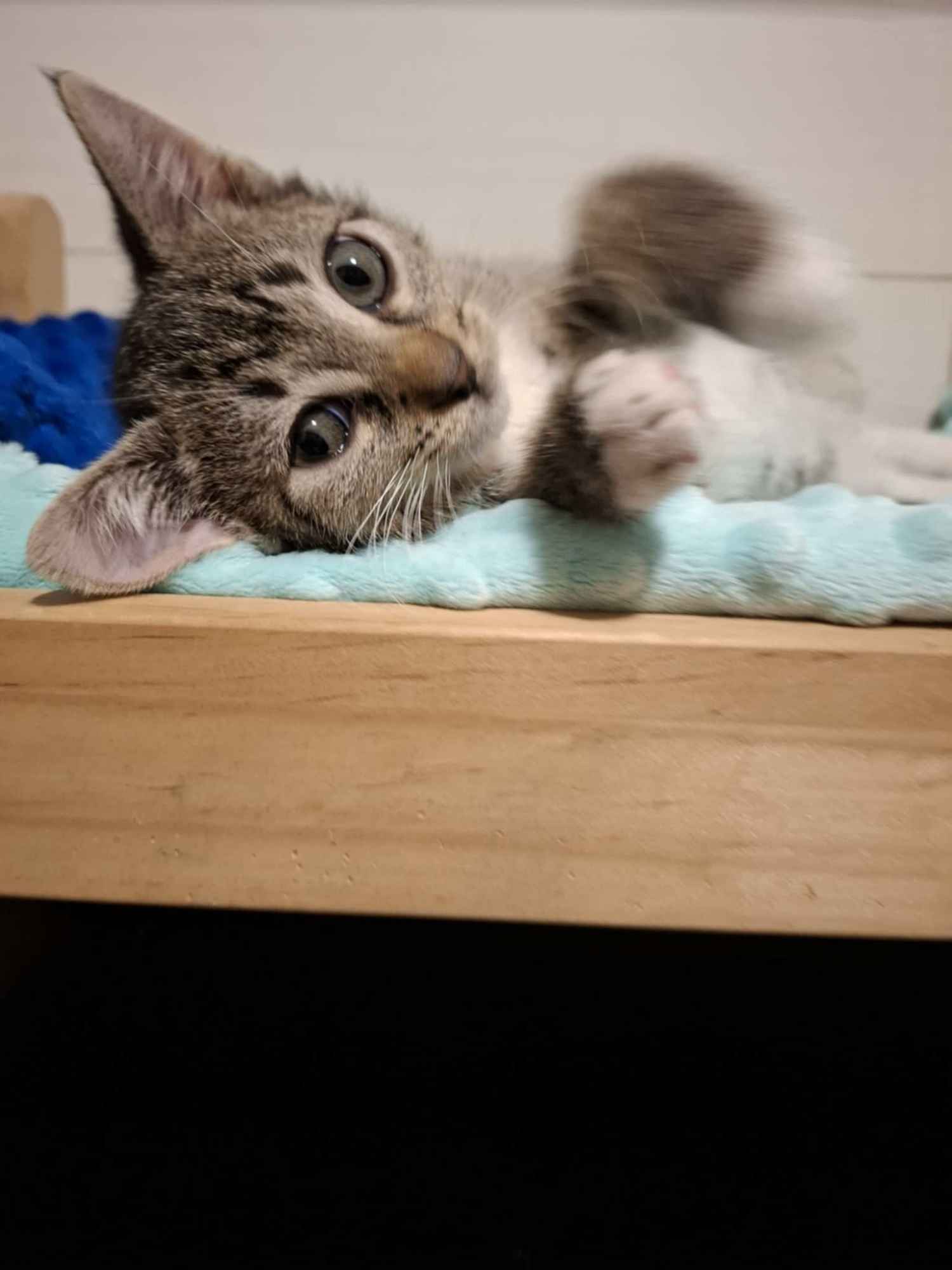 KOCIĘTA malutkie kociaki szukają domów! Olsztyn - zdjęcie 3