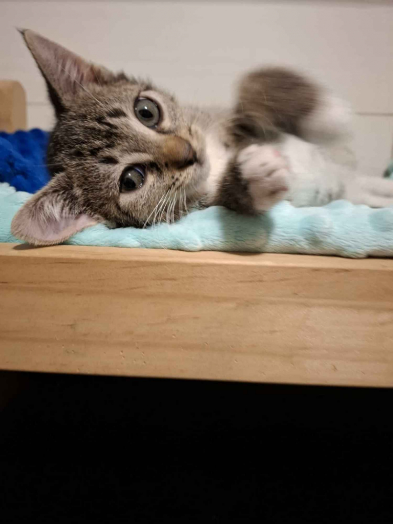 KOCIĘTA malutkie kociaki szukają domów! Olsztyn - zdjęcie 3