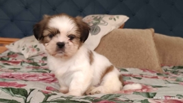 Szczeniaki shih tzu Łukowa - zdjęcie 4