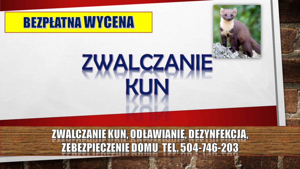 Kuna, kuny, Sprzątanie, tel. 504-746-203, odławianie, zwalczanie, cena Psie Pole - zdjęcie 1