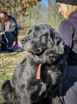 Fenomenalny pieszczoch, absolutnie zakochany w ludziach szuka domu! Ochota - zdjęcie 1