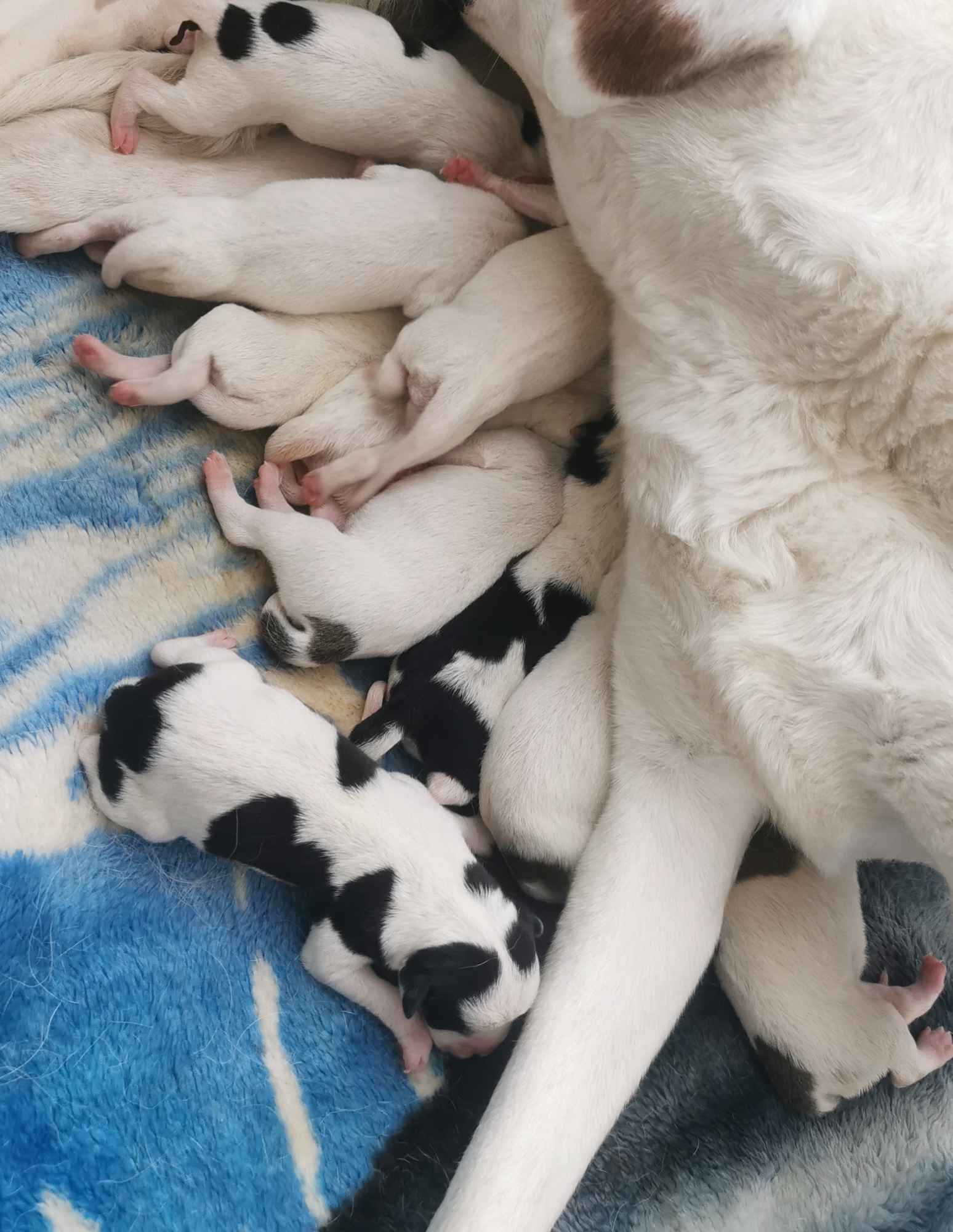 Pieski Szczeniaki amstaff Oleksów - zdjęcie 2