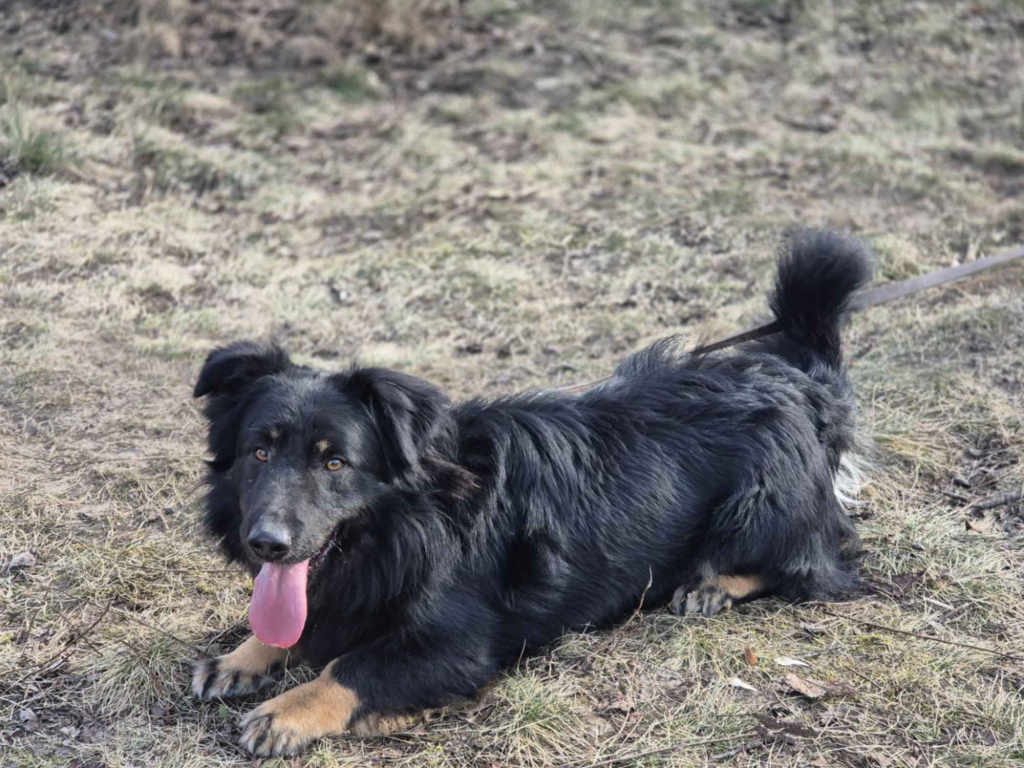 Kajtuś - fantastyczny, inteligentny przegubowiec szuka domu! Olsztyn - zdjęcie 2