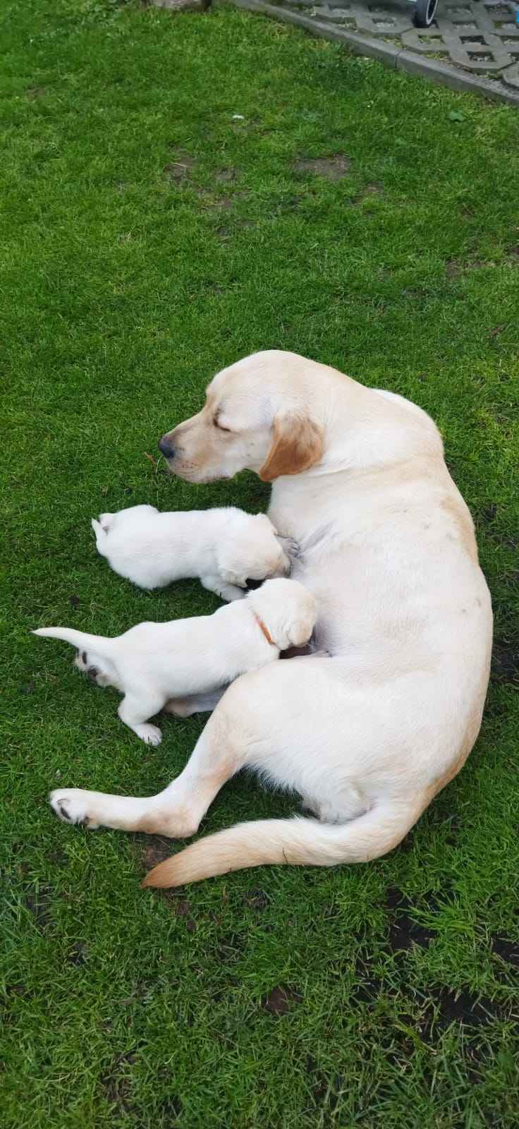 Szczeniaki Labrador Zasole - zdjęcie 2