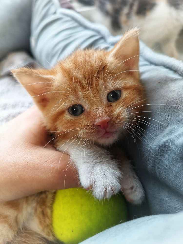 Płomyk - cudowny rudzielec, koci dzieciak szuka domu! Olsztyn - zdjęcie 1