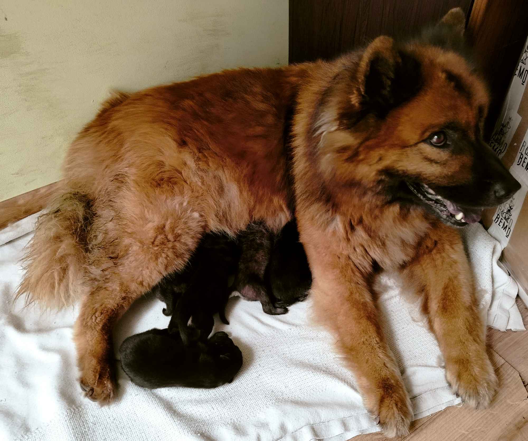 Eurasier - szczeniaki dostepne po 12 września 2025r Puszcza Mariańska - zdjęcie 5