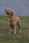 Golden Retriever-śliczne, złote szczeniaki Polesie - zdjęcie 8