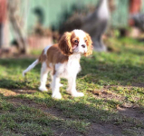 Chlopczyk blenheim Cavalier King Charles Spaniel do odbioru Zawiercie - zdjęcie 2