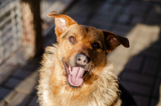 Kufel - fantastyczny, szorstkowłosy psiak szuka domu!