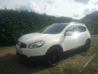 Sprzedam Jelna - zdjęcie 4