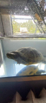 żółw Koszarawa - zdjęcie 2