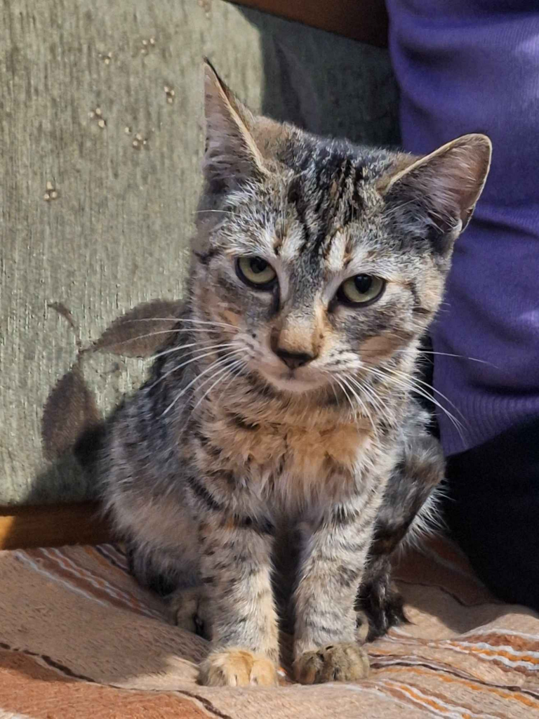 Młodziutkie koteczki szukają domów! Olsztyn - zdjęcie 2