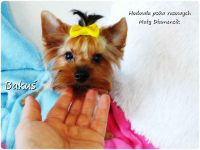 Yorkshire Terrier York piesek Bakuś szczeniaczek 8-miesięcy Rodowód Żary - zdjęcie 8