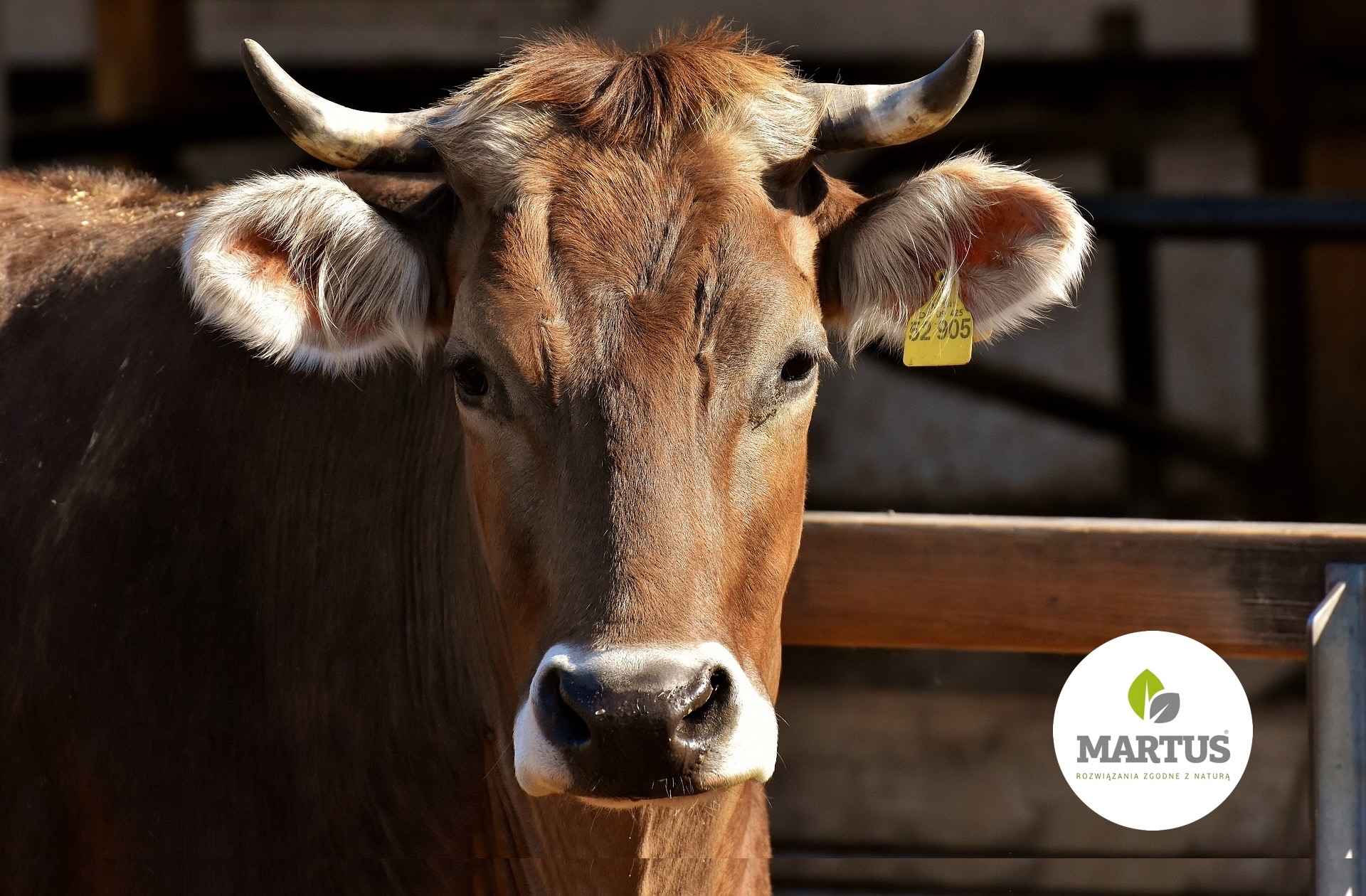 Kreda Pastewna Morawica - zdjęcie 1