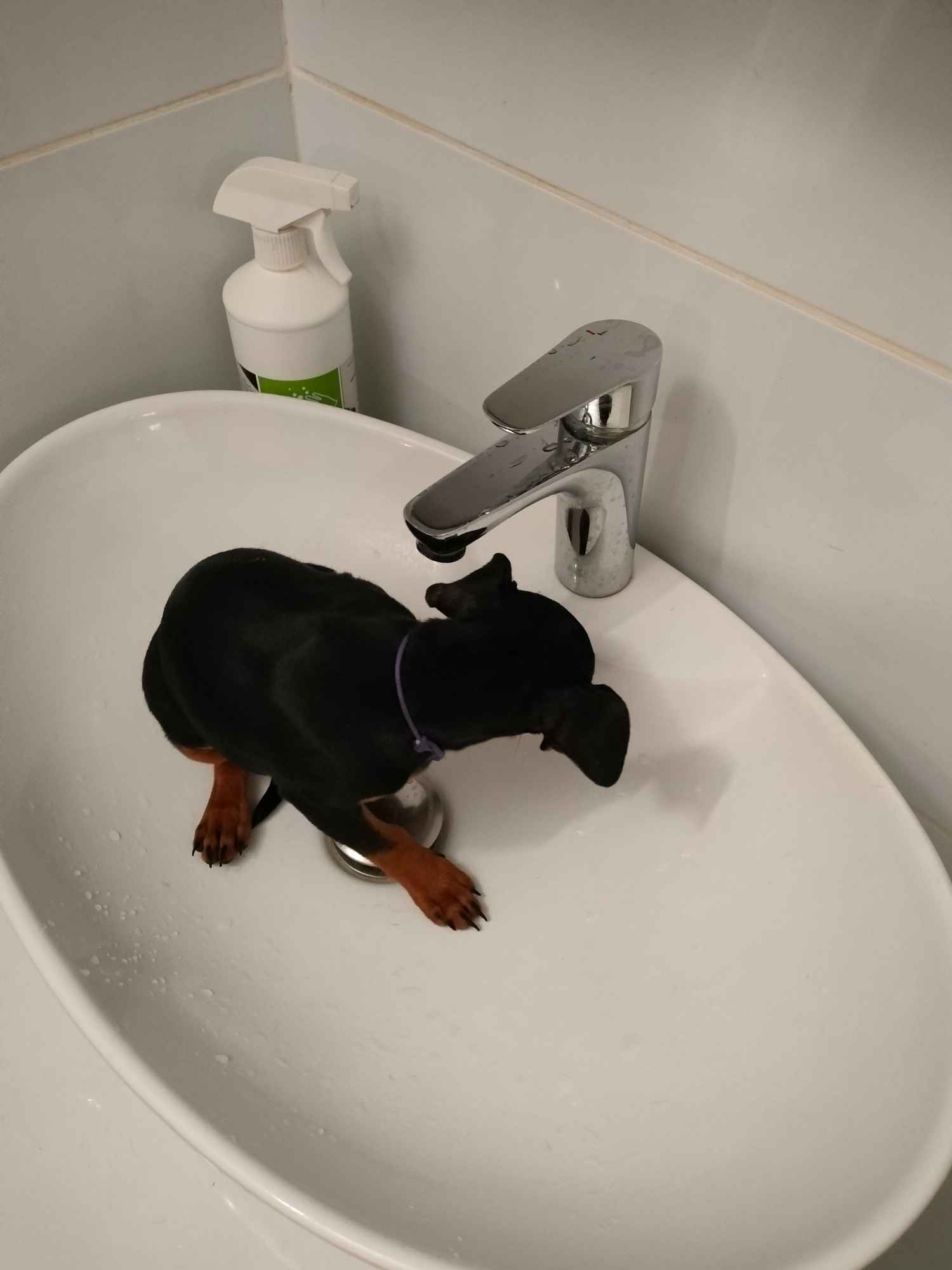 Pinczer miniaturowy z metryką FCI - rodowód ZKwP Wilda - zdjęcie 5