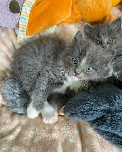 Ukamienowany kotek Ragdoll Bielany - zdjęcie 4