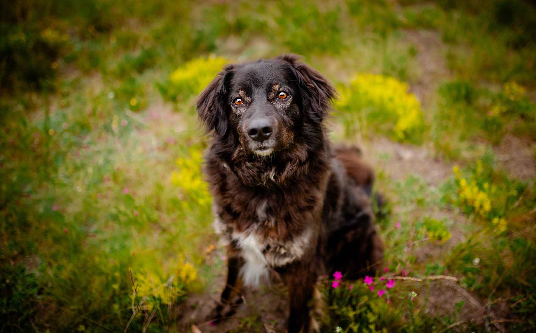 Roki - domowy, młody, przyjazny psiak! Olsztyn - zdjęcie 4