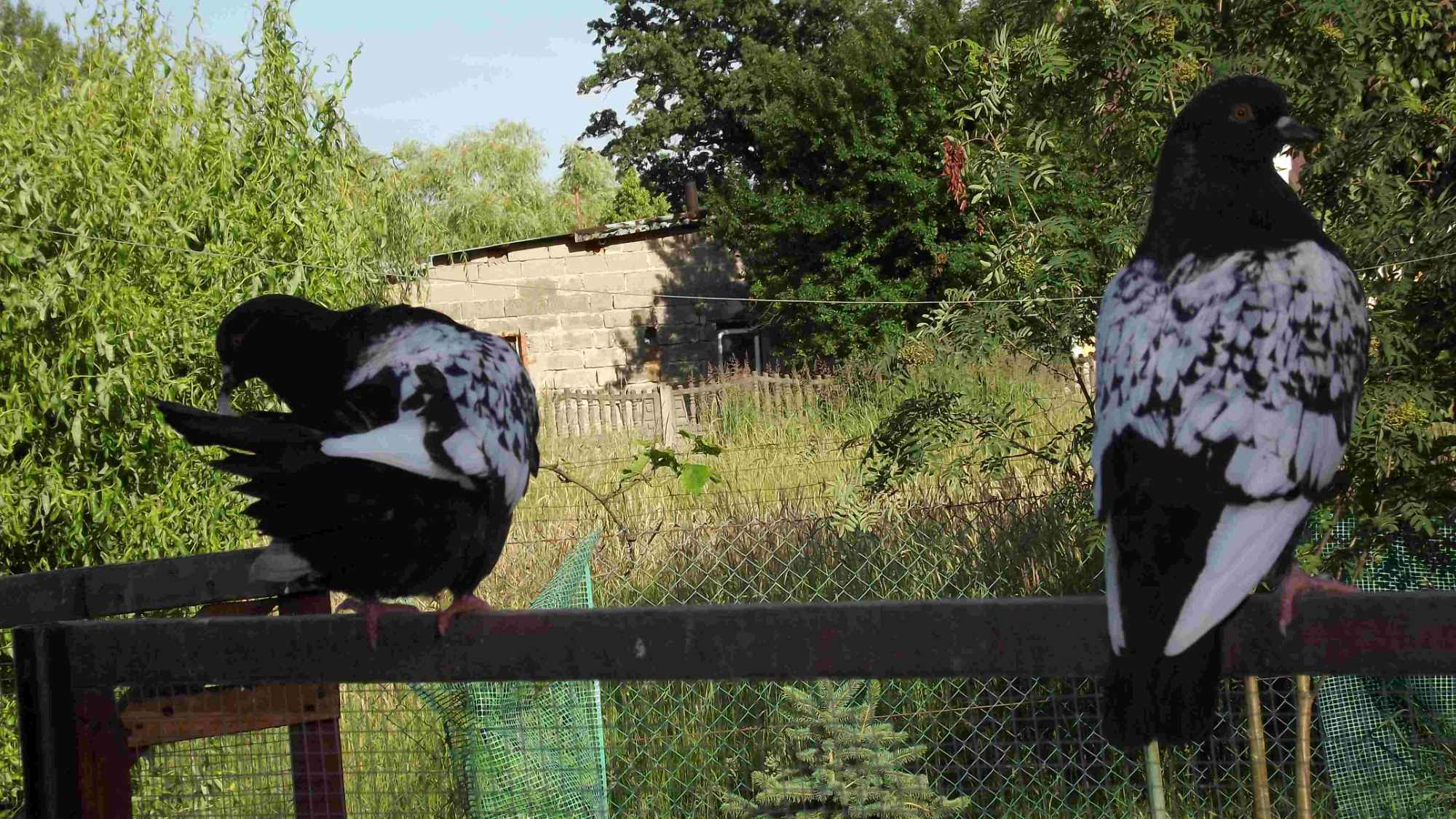 SPRZEDAM GOŁĘBIE Podborze - zdjęcie 11