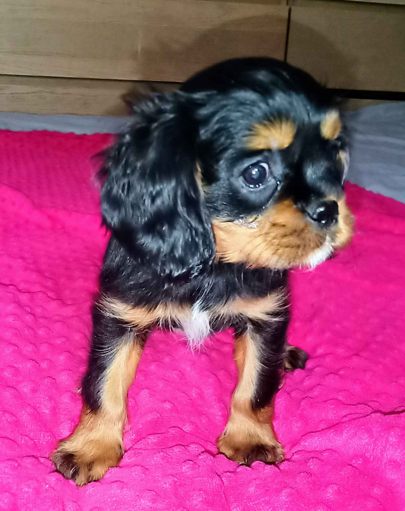 Gotowy do odbioru piesek Cavalier z rodowodem i wyprawką Górna - zdjęcie 6