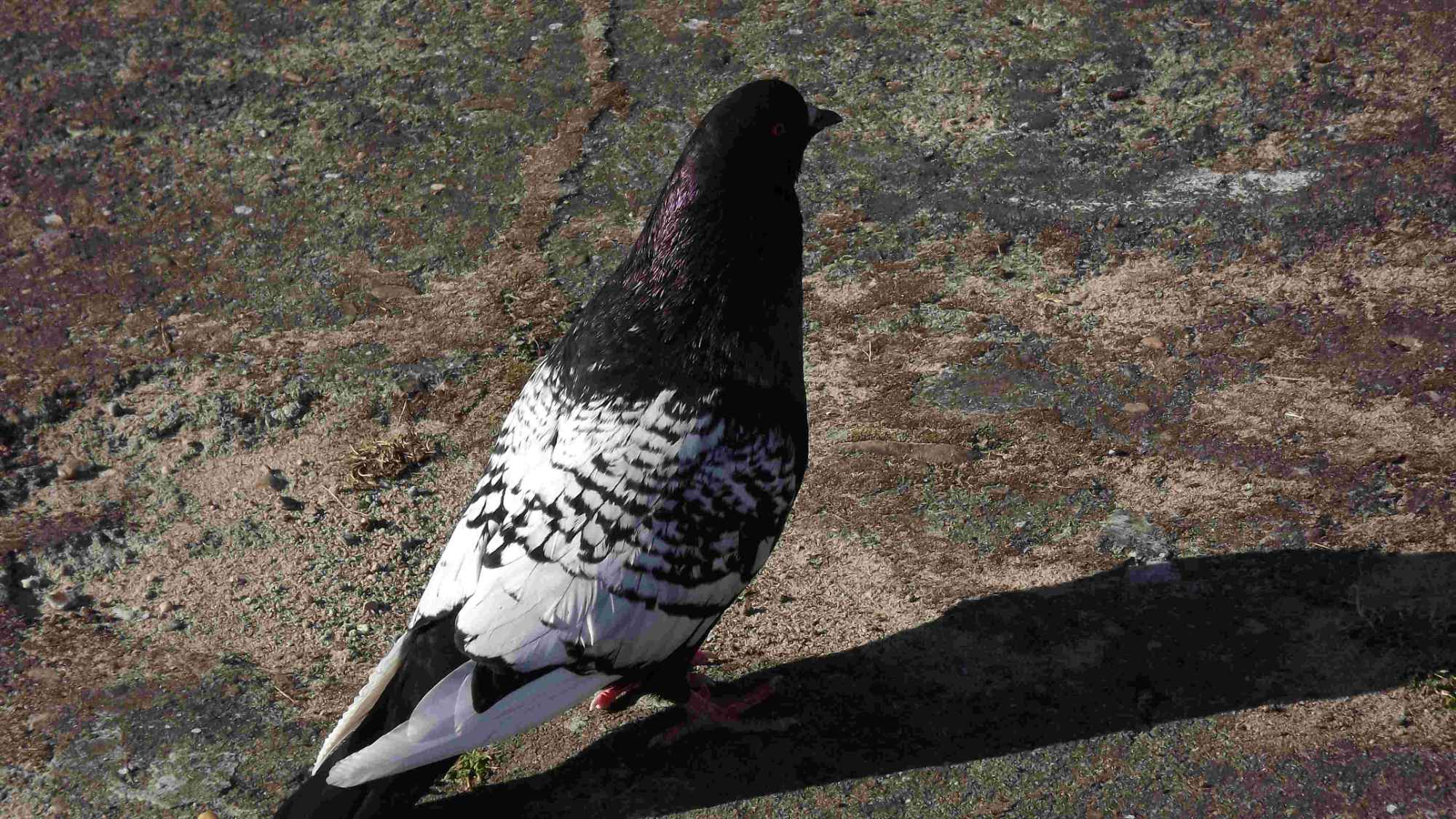 SPRZEDAM GOŁĘBIE Podborze - zdjęcie 9