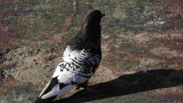 SPRZEDAM GOŁĘBIE Podborze - zdjęcie 9