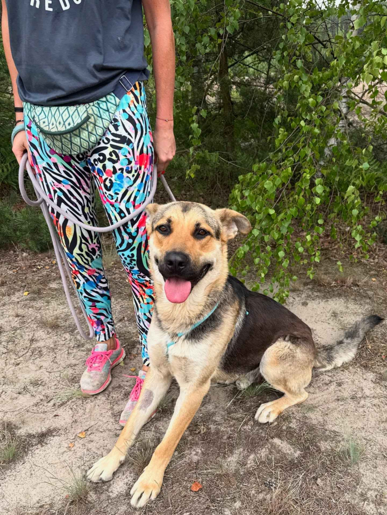 Magnus - duży pies o wielkim sercu szuka domu! Olsztyn - zdjęcie 7