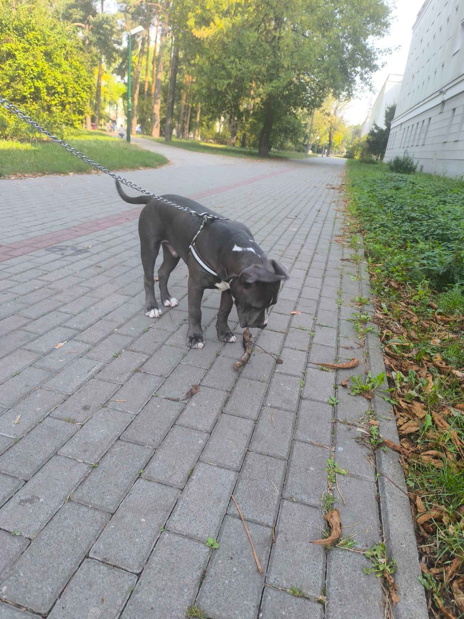 Amstaff Stalowa Wola - zdjęcie 2