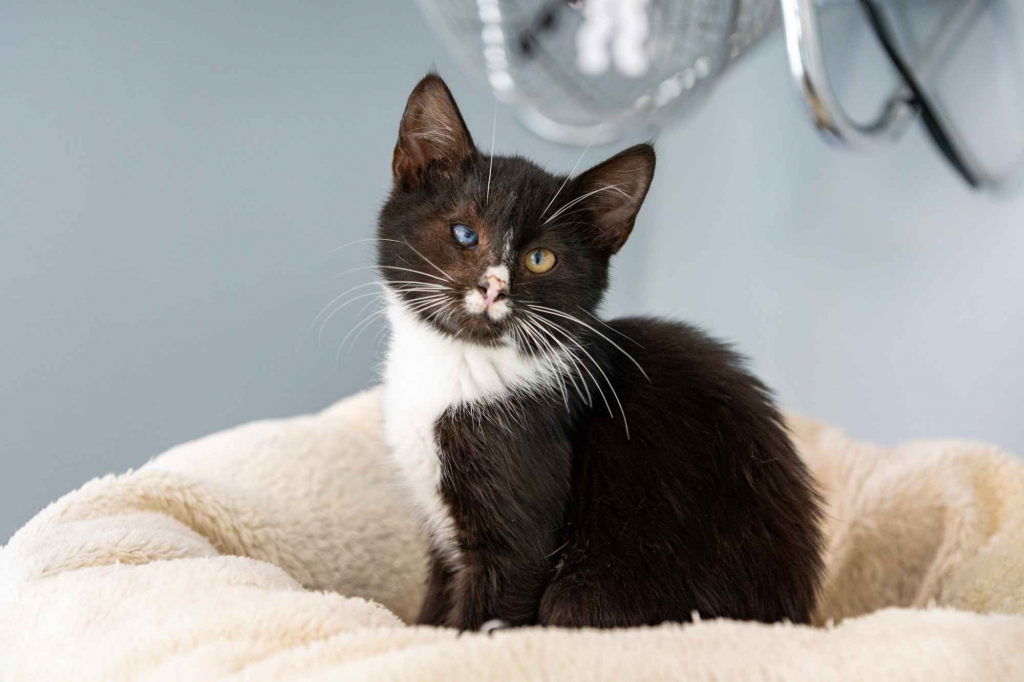 12 tygodniowe KOCIĘTA szukają domów! Olsztyn - zdjęcie 1