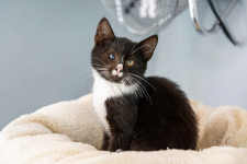 12 tygodniowe KOCIĘTA szukają domów!