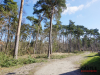 900m od plaży I widok na las I Jantar I Jantar - zdjęcie 3