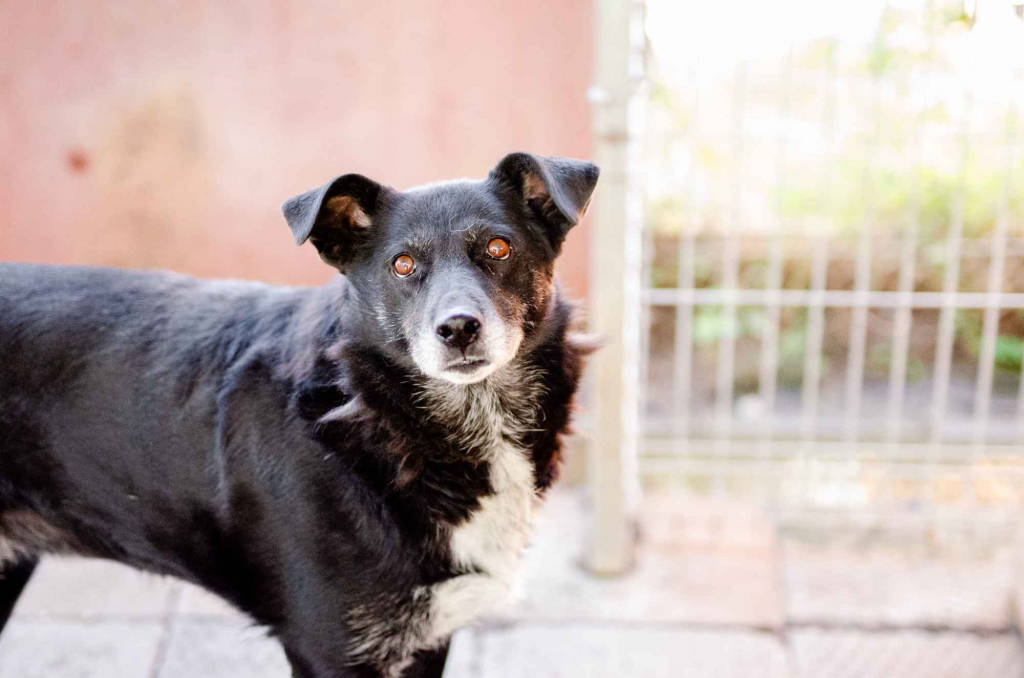Sonia - spokojna, delikatna sunia szuka domu! Olsztyn - zdjęcie 2