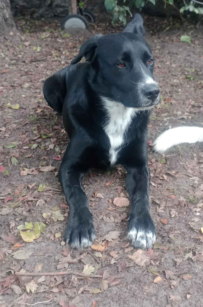 Atos - młodziutki, domowy, wychowany psiak Olsztyn - zdjęcie 5