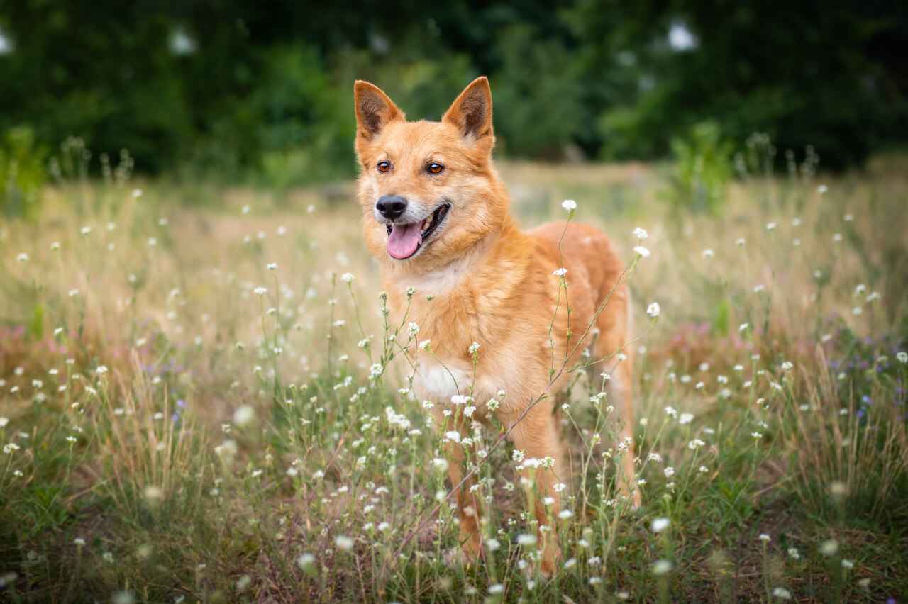 Lisek, przyjazny, wesoły rudzielec szuka domu! Olsztyn - zdjęcie 4