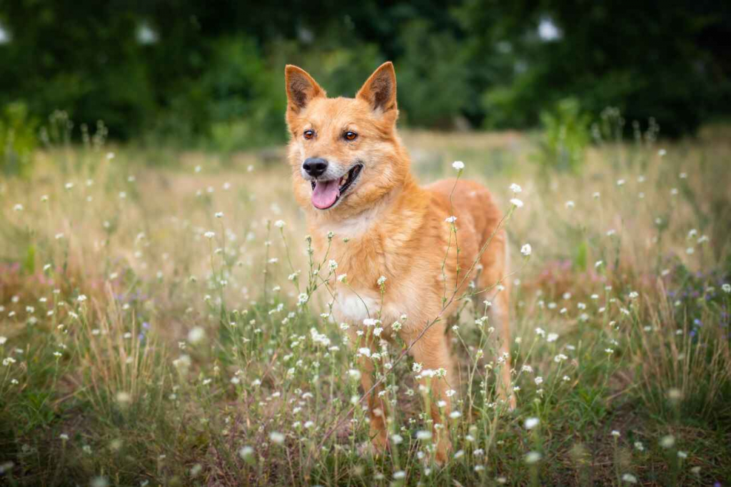 Lisek, przyjazny, wesoły rudzielec szuka domu! Olsztyn - zdjęcie 4