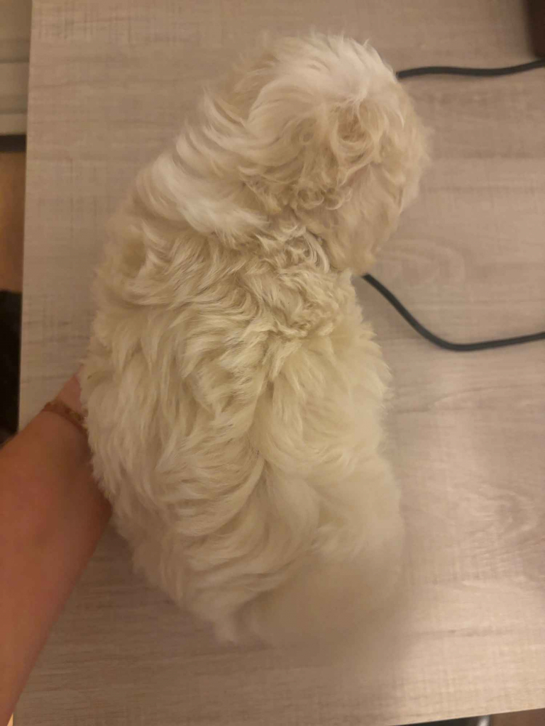 Maltipoo piesek biszkoptowy F1 Częstochowa - zdjęcie 5