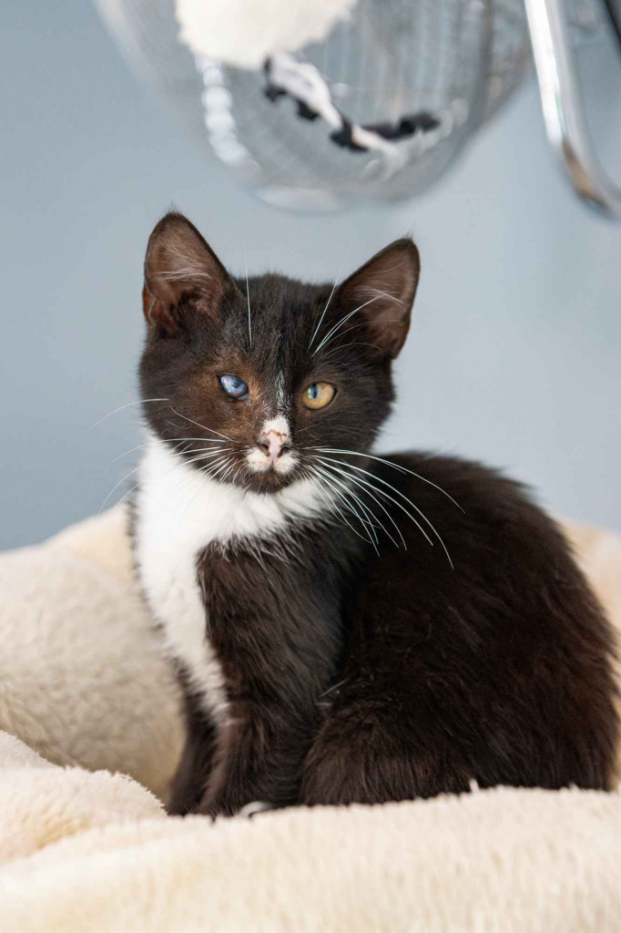 12 tygodniowe KOCIĘTA szukają domów! Olsztyn - zdjęcie 7