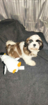 Shih TZU FCI ZKwP Tuchów - zdjęcie 2