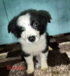 sprzedam suczki rasy Border collie